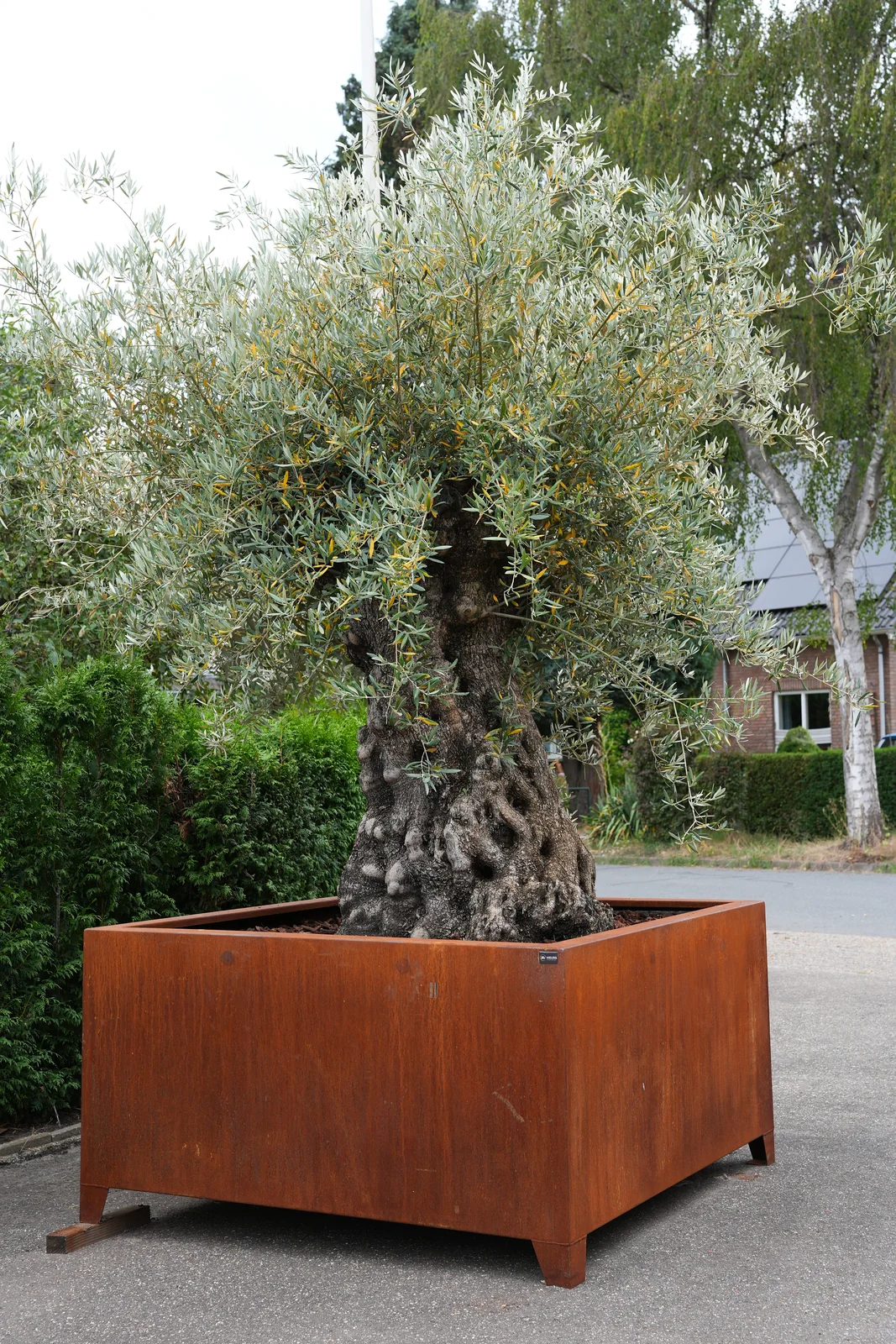 Volledige olijfboom in een grote rechthoekige cortenstalen plantenbak