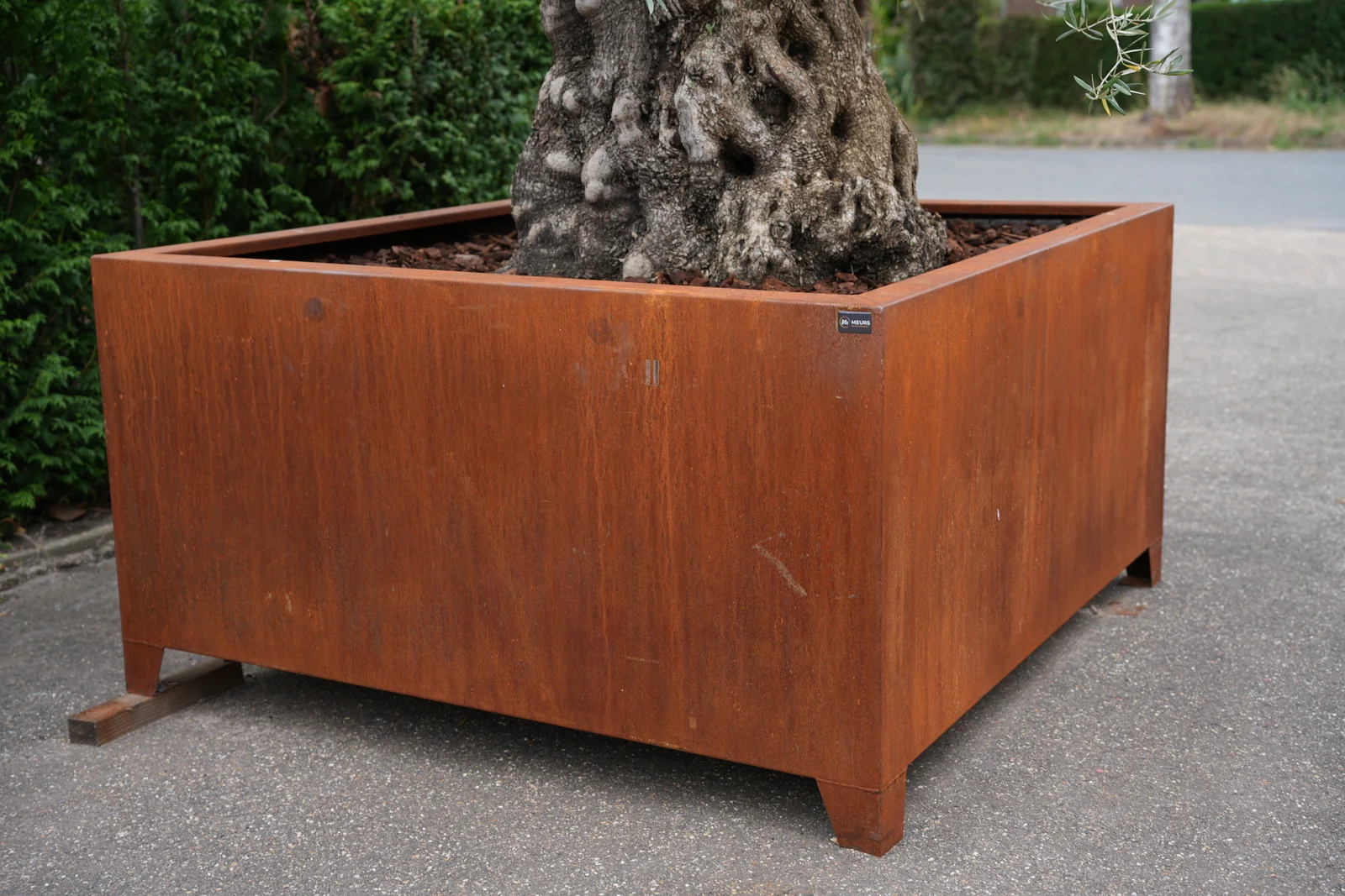 Zijaanzicht van de cortenstalen plantenbak met volwassen olijfboom