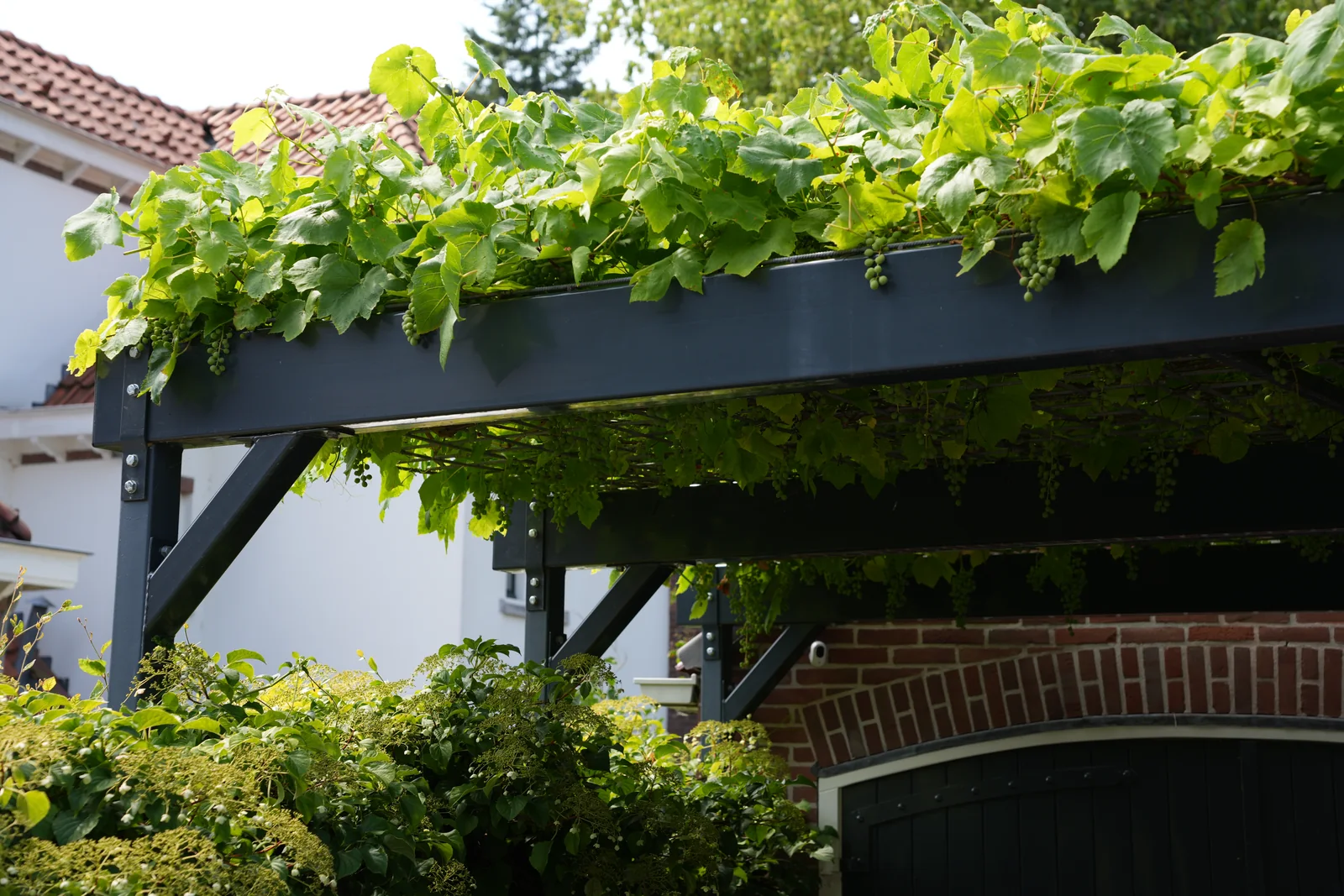 Zijaanzicht van de pergola met volle druivenbegroeiing