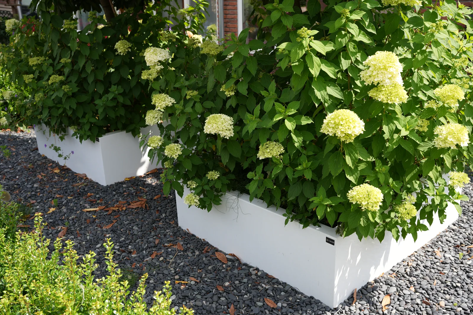 Overzicht van de witte maatwerk plantenbakken rondom hortensia's
