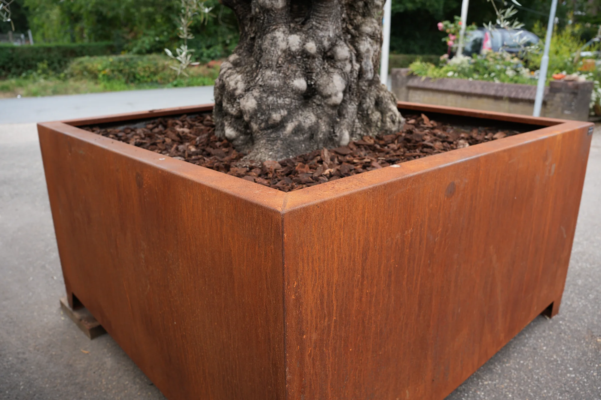 Grote cortenstalen plantenbak met olijfboom