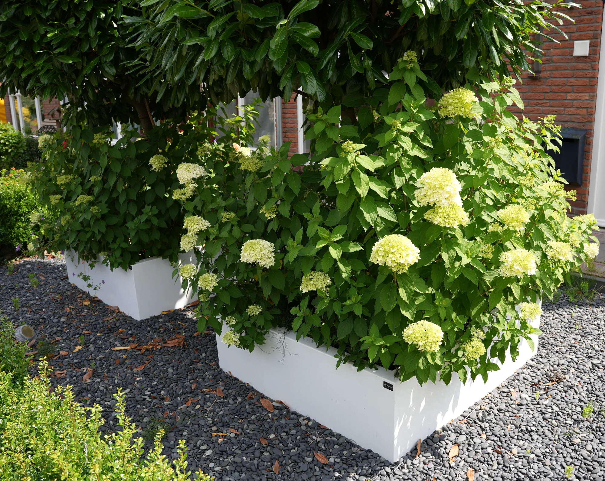 Witte metalen maatwerk plantenbakken met hortensia's